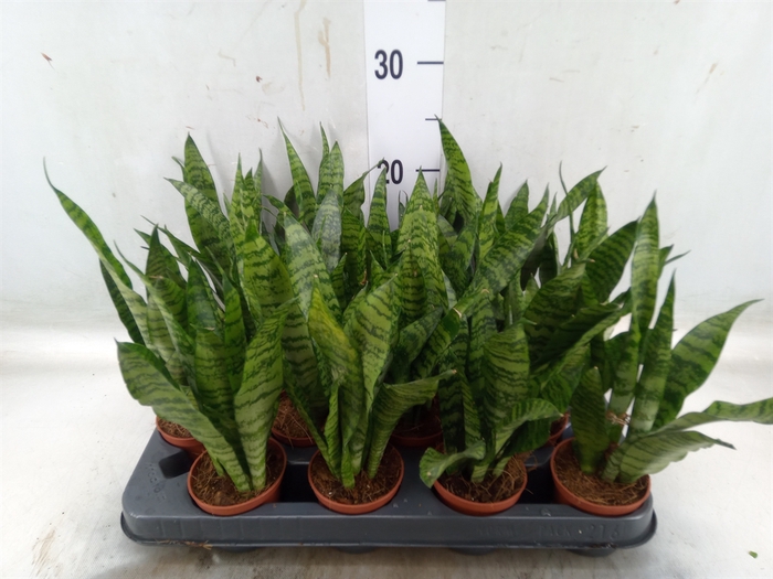 <h4>Sansevieria trifa. 'Black Coral'</h4>