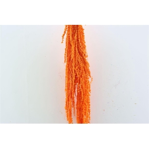 Pres Amaranthus Caud Orange Bunch