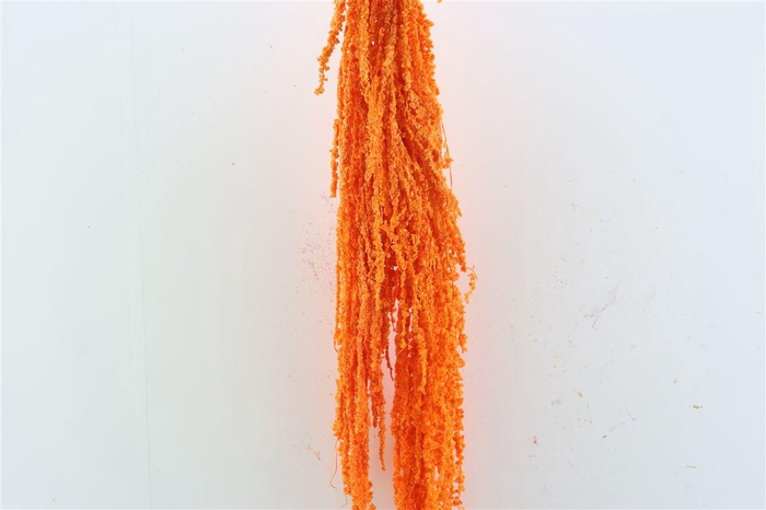 <h4>Pres Amaranthus Caud Orange Bunch</h4>