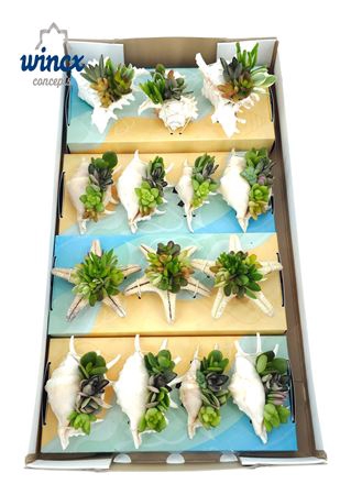 <h4>Concepts® - Uniqueshells Mix (m) Wincx Concepts®</h4>