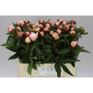 Paeonia Gardenia