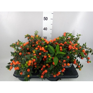 Solanum pseudocapsicum 'Bartoli'