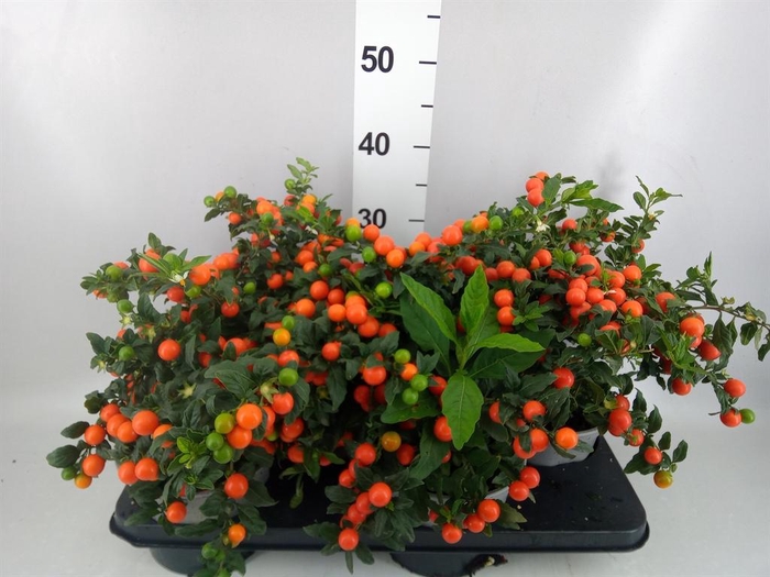<h4>Solanum pseudocapsicum 'Bartoli'</h4>