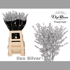 ILEX SILVER 70 cm