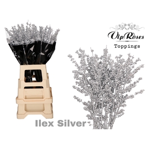 ILEX SILVER 80 cm