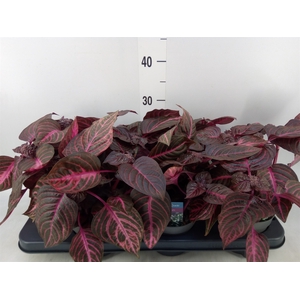 Iresine herbstii 'Rich Redstar'