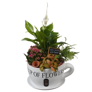 Arr.    Planten  H%