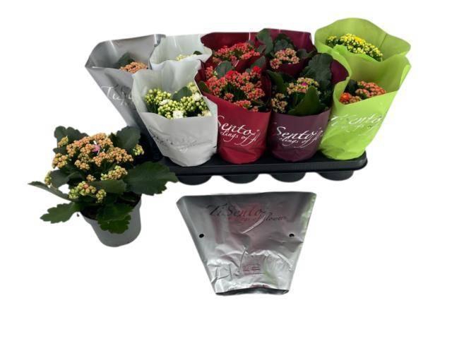 <h4>KAL GE GEM 6 KL</h4>