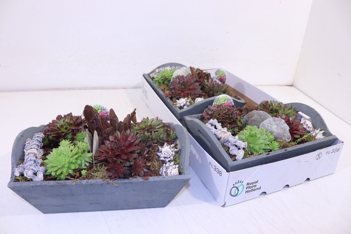 ARR SEMPERVIVUM