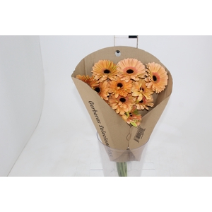 GERBERA ALLIANCE > 10 CM DIAM < 050 CM LARANJA