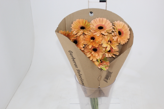 <h4>GERBERA ALLIANCE > 10 CM DIAM < 050 CM LARANJA</h4>