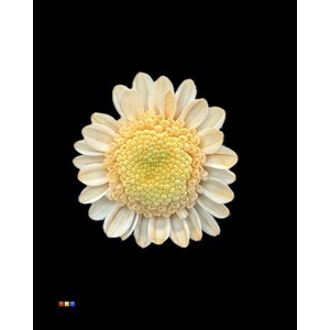 Chr T Stallion Dusty Pastel Orange