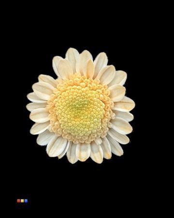 <h4>Chr T Stallion Dusty Pastel Orange</h4>