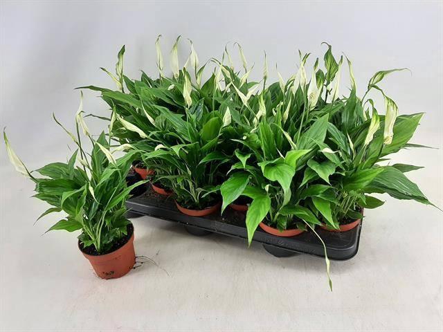 <h4>Spath Chopin</h4>