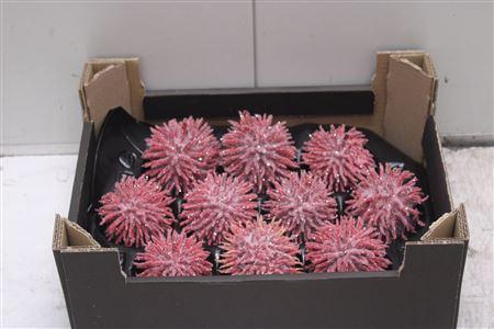 <h4>F-stekel Glitter Kerst Rood</h4>