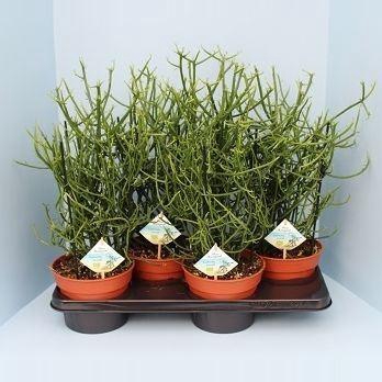 <h4>Euphorbia tirucalli</h4>
