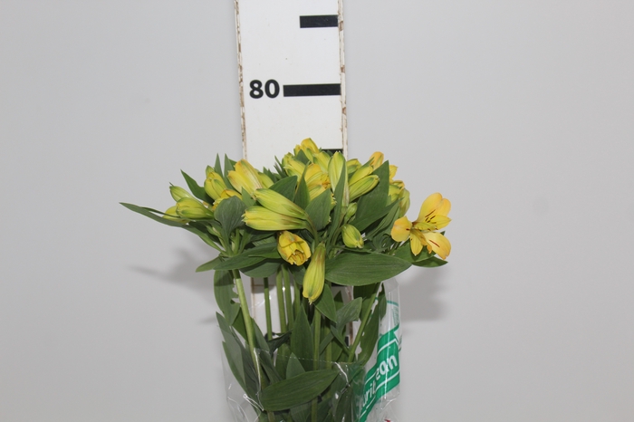 <h4>ALSTROEMERIA CARIBBEAN 080 CM</h4>