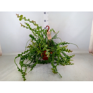 Epiphyllum anguliger