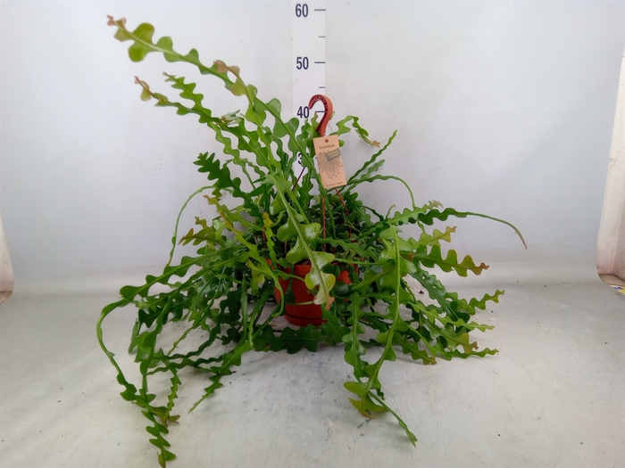 <h4>Epiphyllum anguliger</h4>