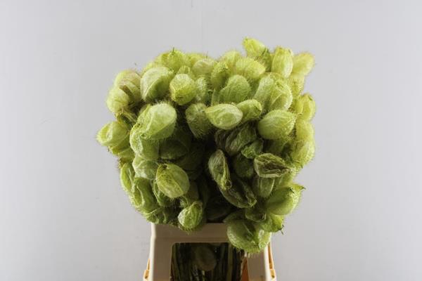 <h4>Asclepia Moby Dick</h4>