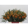 Banksia Dryandra