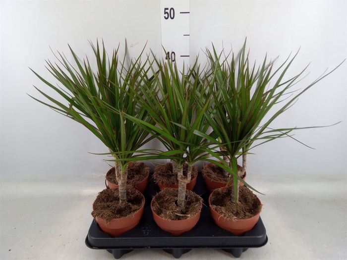 <h4>Dracaena marg.</h4>