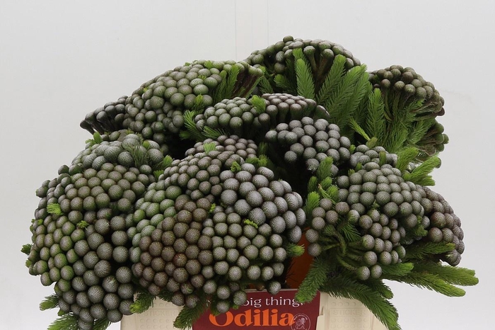 <h4>BRUN ALBIFLORA</h4>