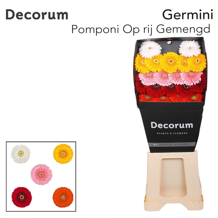 <h4>GE MB GEMENGD OP RIJ POMPONI</h4>