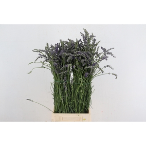 LAVANDULA OFFICINALIS 200GR