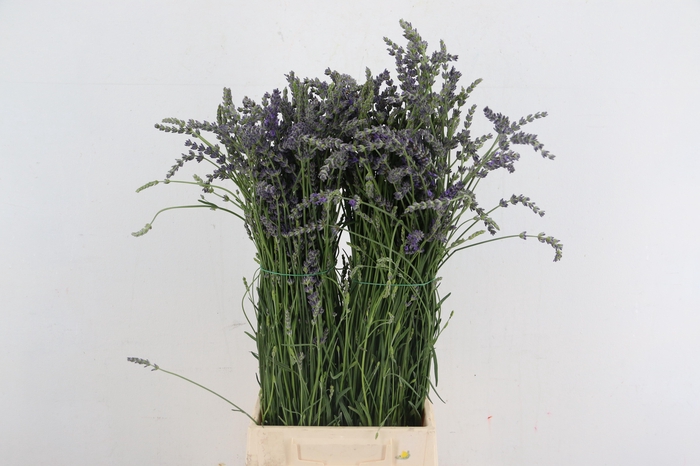 <h4>LAVANDULA OFFICINALIS 200GR</h4>