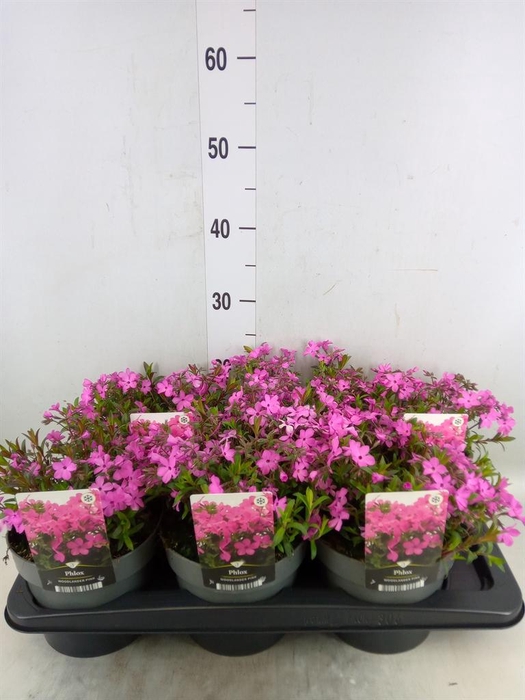 <h4>Phlox panic.   ...</h4>