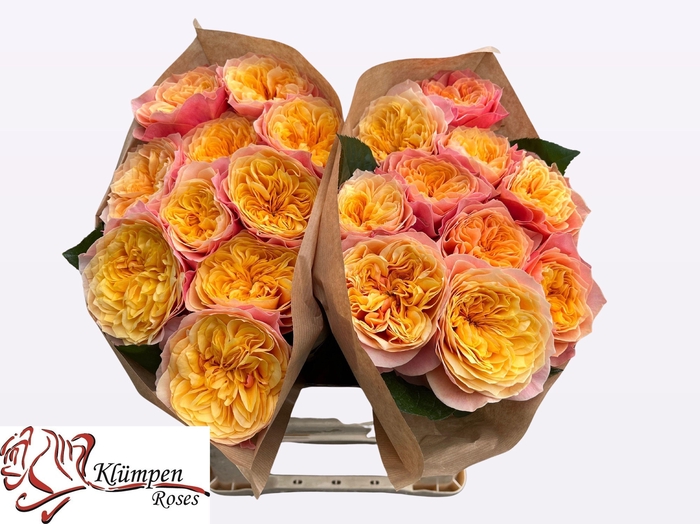 <h4>R GR KENSIN GARDENS!</h4>