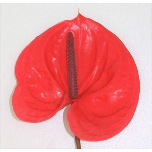 Anthurium Enjoy