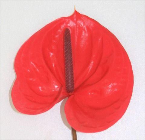 <h4>Anthurium Enjoy</h4>
