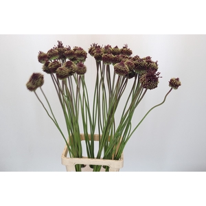 Allium Red Mohican