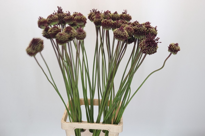 <h4>Allium Red Mohican</h4>