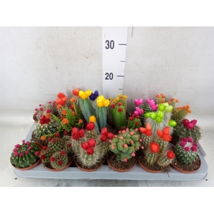 Cactus   ...decorated