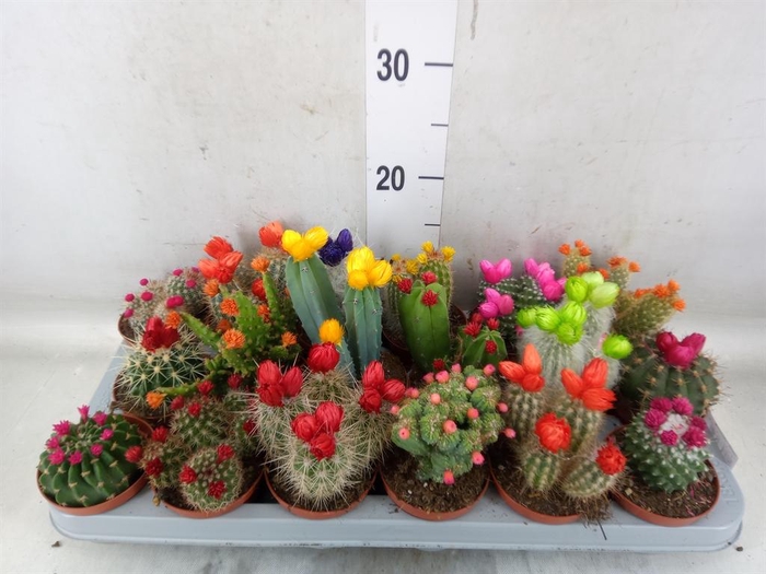 <h4>Cactus   ...decorated</h4>