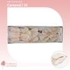 Anthurium Carnaval