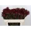 Leucadendron Blush Spray