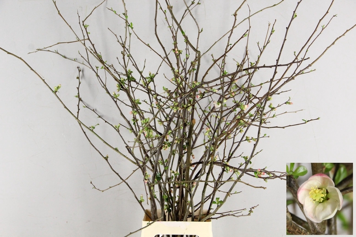 <h4>CHAENOMELES PINK EXTRA 080CM</h4>