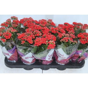 KALANCHOE DOBRADO P11 VERMELHO