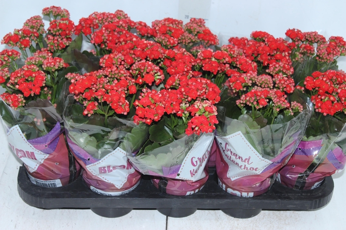 <h4>KALANCHOE DOBRADO P11 VERMELHO</h4>