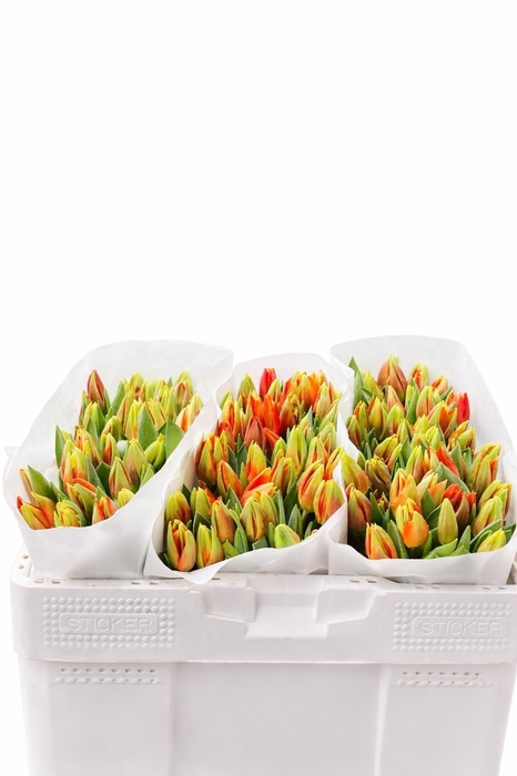 <h4>TU EN HERMITAGE</h4>