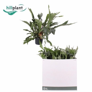 Platycerium bifurc. 'Netherlands'