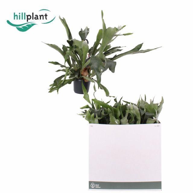 <h4>Platycerium bifurc. 'Netherlands'</h4>