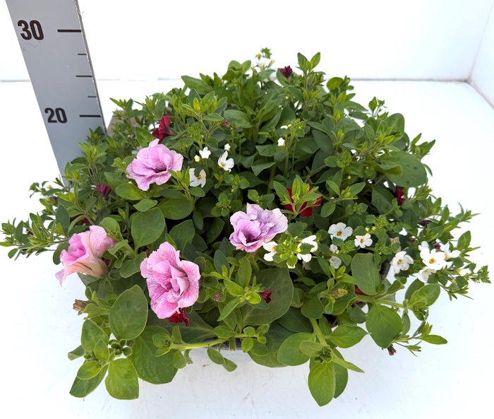 <h4>PERKPL GEM IN POT</h4>