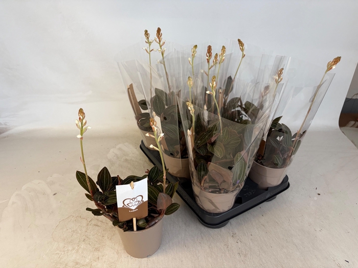 <h4>LUD DISCOLOR</h4>