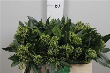 <h4>Skim C Kew Green Bs</h4>