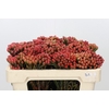 Kaaps Groen Red Brunia Small